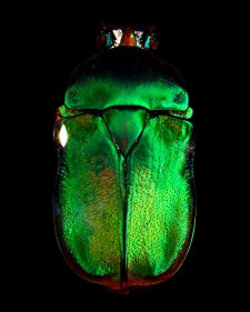 lucky-scarab