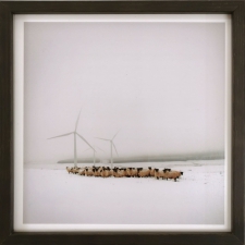 blackfaced-ewes-and-wind-turbines-at-patricia-s-farm-2014-sophie-gerrard