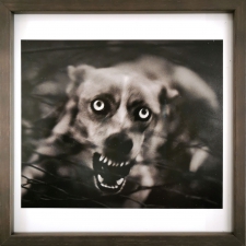 untitled-dog-italy-2006-giacomo-brunelli