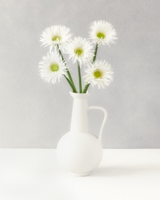 gerbera-in-white-vase